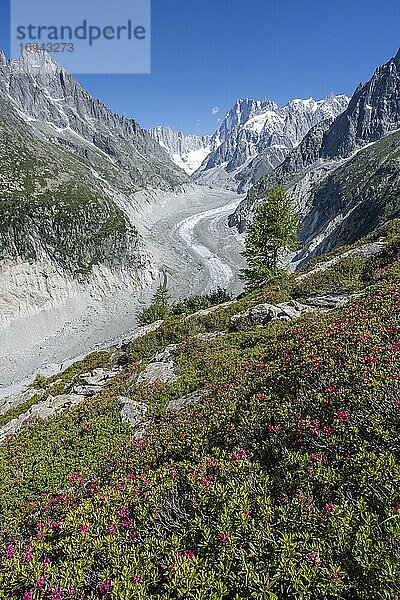 Alpenrosen  Gletscherzunge Mer de Glace  hinten Grandes Jorasses  Mont Blanc Gebiet  Frankreich  Europa