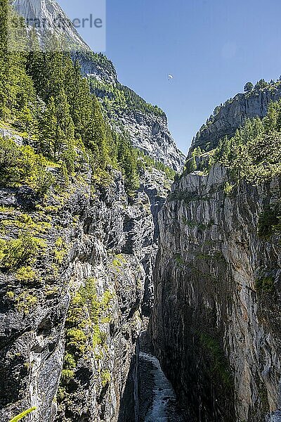 Schlucht  Weiße Lütschine  Gletscher Grindelwald-Fieschergletscher und Gipfel des Walcherhorn  Berner Oberland  Schweiz  Europa