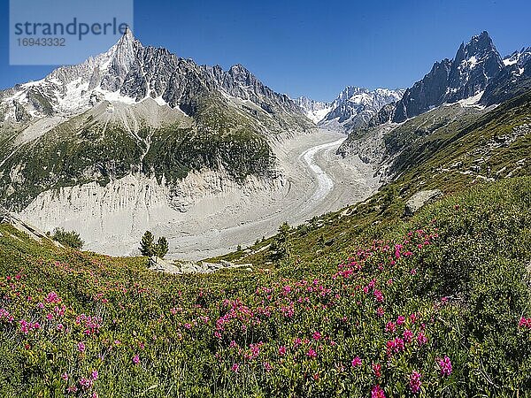 Rosafarbene Alpenrosen am Berghang  Gletscherzunge Mer de Glace  hinten Grandes Jorasses  Mont-Blanc-Massiv  Chamonix  Frankreich  Europa