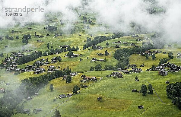 Viele Häuser auf Wiesen am Berghang bei Nebel  Blick auf Grindelwald  Berner Oberland  Schweiz  Europa