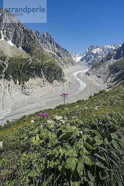 Gletscherzunge Mer de Glace  hinten Grandes Jorasses  Mont-Blanc-Massiv  Chamonix  Frankreich  Europa