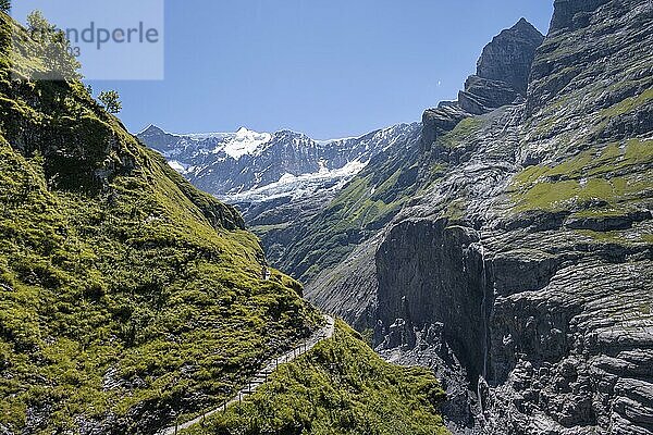 Wanderweg von Grindelwald zur Schreckhornhütte  Gletscher Grindelwald-Fieschergletscher und Gipfel des Walcherhorn  Berner Oberland  Schweiz  Europa