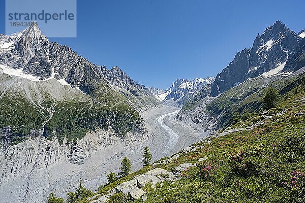 Rosafarbene Alpenrosen am Berghang  Gletscherzunge Mer de Glace  hinten Grandes Jorasses  Mont-Blanc-Massiv  Chamonix  Frankreich  Europa