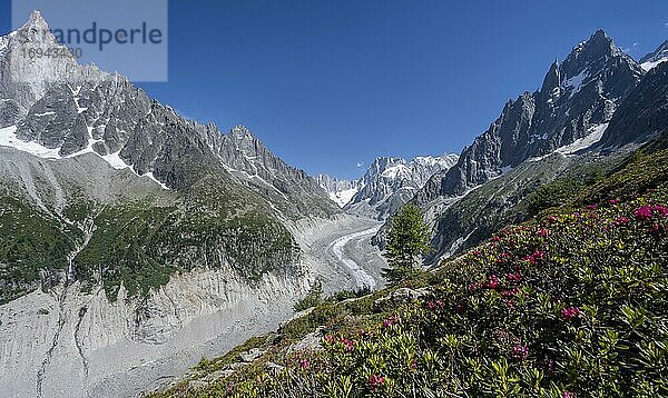 Alpenrosen am Berghang  Gletscherzunge Mer de Glace  hinten Grandes Jorasses  Mont Blanc Gebiet  Chamonix  Frankreich  Europa