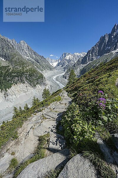 Wanderweg Grand Balcon Nord mit Ausblick auf Gletscherzunge Mer de Glace  hinten Grandes Jorasses  Mont-Blanc-Massiv  Chamonix  Frankreich  Europa