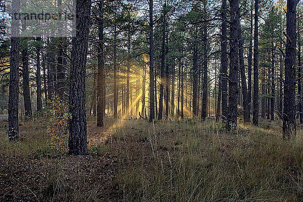 HDR-Komposit der späten Tag Sonne scheint durch die Bäume des Kaibab Forest in der Nähe von Williams  Arizona  Vereinigte Staaten von Amerika  Nordamerika