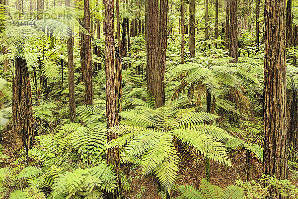 Die Redwoods im Whakarewarewa Forest  Rotorua  Bay of Plenty  Nordinsel  Neuseeland  Pazifik