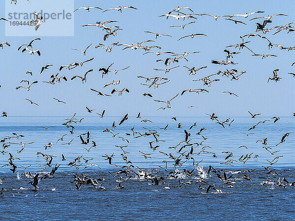 Eine Fressorgie von Seevögeln beim Tauchen nach kleinen Köderfischen in der Nähe der Isla San Pedro Esteban  Baja California  Mexiko  Nordamerika