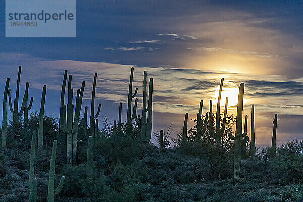 Der Supervollmond geht über dem Saguaro-Kaktus (Carnegiea gigantea) auf  Sweetwater Preserve  Tucson  Arizona  Vereinigte Staaten von Amerika  Nordamerika