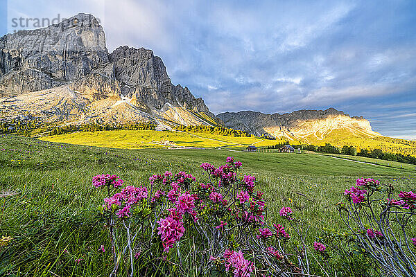 Sonnenaufgang über dem Berg Sass De Putia (Peitlerkofel) und blühende Rhododendren  Passo Delle Erbe  Dolomiten  Südtirol  Italien  Europa