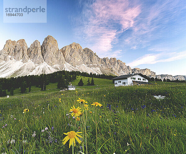 Wildblumen rund um die Glatsch Almhütte mit der Geisler im Hintergrund bei Sonnenuntergang  Val di Funes  Südtirol  Dolomiten  Italien  Europa