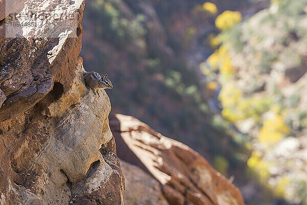 Uinta Streifenhörnchen (Neotamias umbrinus)  das sich an Felsen hoch über dem Pine Creek festhält  Herbst  Zion National Park  Utah  Vereinigte Staaten von Amerika  Nordamerika