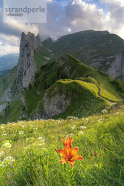 Rote Glockenblume in den blühenden Wiesen rund um die Saxer Lucke  Kanton Appenzell  Alpsteinkette  Schweiz  Europa