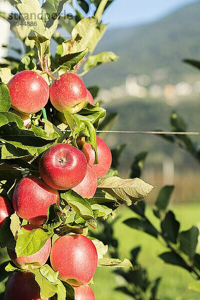 Nahaufnahme von roten Äpfeln im Obstgarten  Valtellina  Provinz Sondrio  Lombardei  Italien  Europa