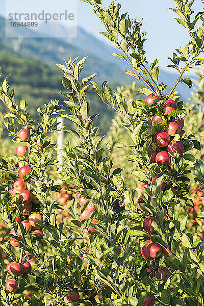 Saftige rote Äpfel auf Apfelbaum Zweig im Obstgarten  Valtellina  Sondrio Provinz  Lombardei  Italien  Europa