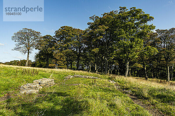 Überreste von Bar Hill Fort  Antonine Wall  UNESCO-Weltkulturerbe  Schottland  Vereinigtes Königreich  Europa