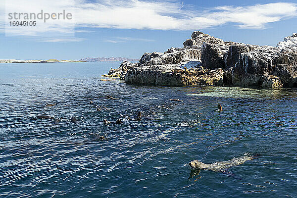 Kalifornische Seelöwen (Zalophus californianus)  in der Nähe eines Riffs im San Jose Kanal  Baja California Sur  Mexiko  Nordamerika