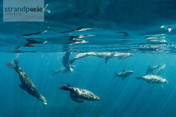 Kalifornischer Seelöwe (Zalophus californianus)  unter Wasser bei Los Islotes  Baja California Sur  Mexiko  Nordamerika