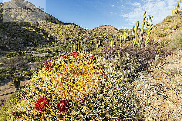 Endemischer Riesentonnenkaktus (Ferocactus diguetii) auf der Isla Santa Catalina  Baja California Sur  Mexiko  Nordamerika