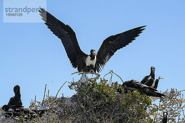 Erwachsener weiblicher Prachtfregattvogel (Fregata magnificens)  auf dem Nest  Isla del Espiritu Santo  Baja California Sur  Mexiko  Nordamerika