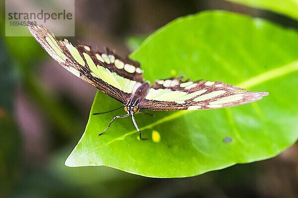 Schmetterling im Amazonas-Regenwald  Coca  Ecuador  Südamerika