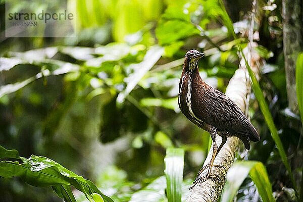 Reiher im Amazonas-Regenwald  Coca  Ecuador  Südamerika