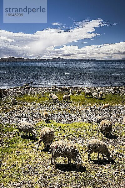 Schafe auf den Amantani-Inseln (Isla Amantani)  Titicacasee  Peru