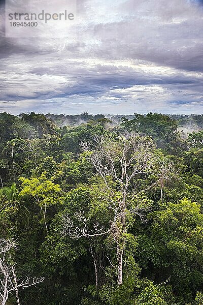 Amazonas-Regenwald in der Sacha Lodge  Coca  Ecuador  Südamerika