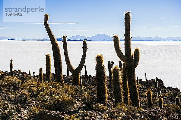 Riesiger Kaktus auf der Fischinsel (Isla Incahuasi)  Uyuni Salt Flats  Uyuni  Bolivien