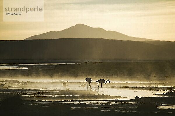 Flamingos bei Sonnenaufgang in einem geothermischen Gebiet des Salar de Chalviri  Altiplano von Bolivien