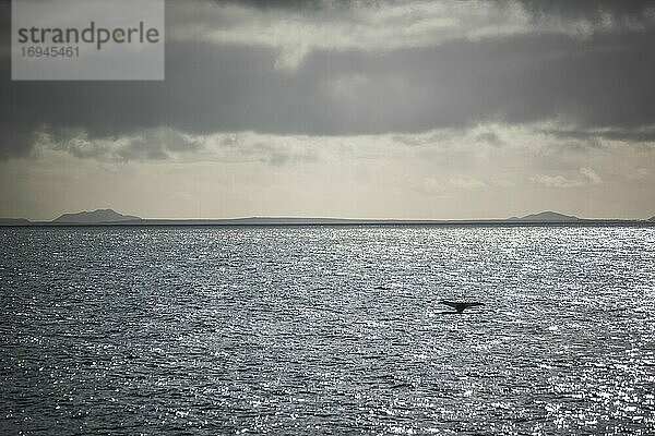 Schwanzflosse eines Wals bei Sonnenuntergang  Reykjavik  Island