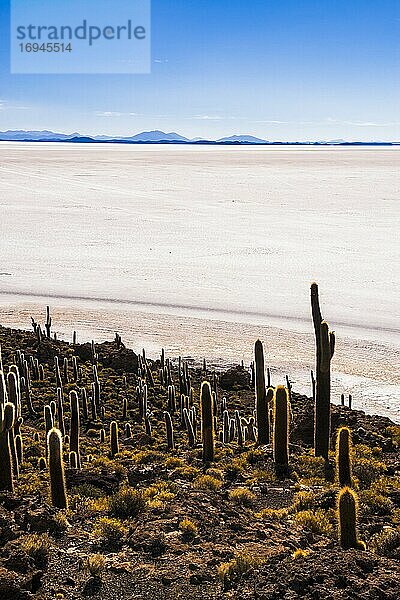 Kaktus und Isla Incahuasi (auch bekannt als Fischinsel oder Inka Wasi)  Uyuni Salzwüste (Salar de Uyuni)  Uyuni  Bolivien