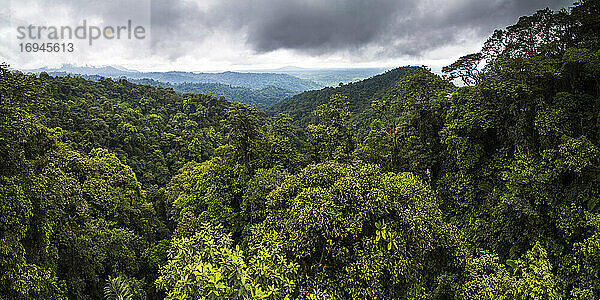 Choco-Regenwald  Ecuador. Dieses Gebiet des Dschungels ist der Mashpi-Nebelwald in der Provinz Pichincha in Ecuador  Südamerika