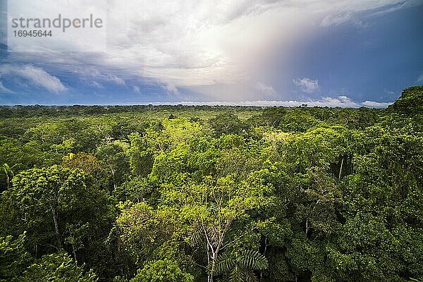 Amazonas-Regenwald in der Sacha Lodge  Coca  Ecuador  Südamerika