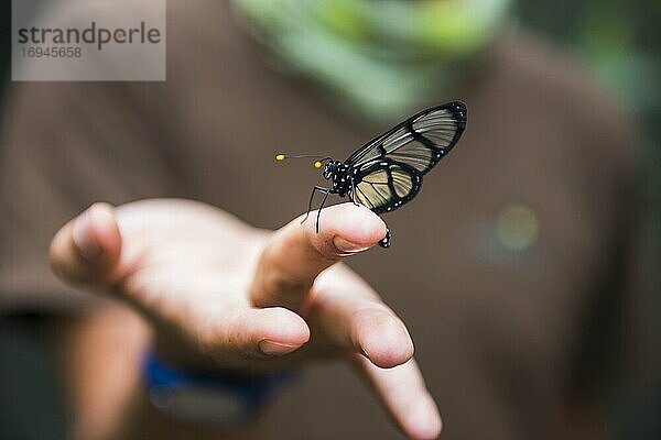 Schmetterling an der Hand eines Führers im Schmetterlingshaus im Mashpi-Nebelwald im Choco-Regenwald  Ecuador  Südamerika