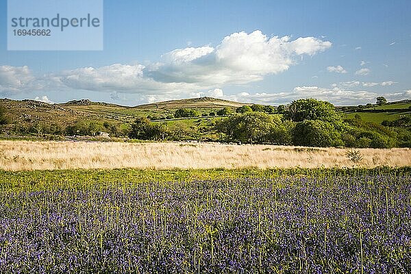 Bluebell-Landschaft  Dartmoor National Park  Devon  England  Vereinigtes Königreich