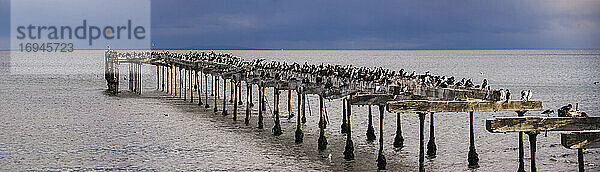 Kormoran-Kolonie auf der alten Mole von Punta Arenas  Region Magallanes und Antartica Chilena  Chilenisches Patagonien  Chile