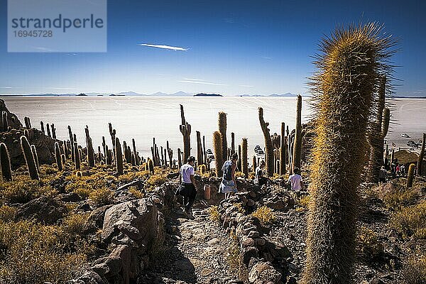 Kaktus und Isla Incahuasi (auch bekannt als Fischinsel oder Inka Wasi)  Uyuni Salzwüste (Salar de Uyuni)  Uyuni  Bolivien