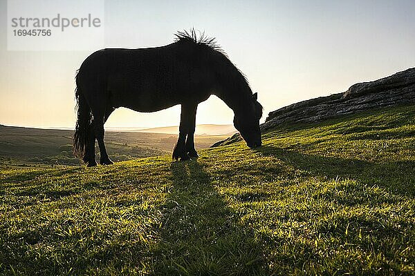 Pony in Dartmoor National Park  Devon  England  Vereinigtes Königreich