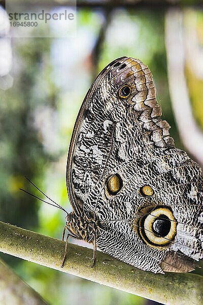 Eulenfalter  Mashpi Nebelwald  Choco Regenwald  Ecuador  Südamerika