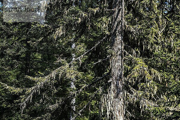 Wald in der Republik Kosovo