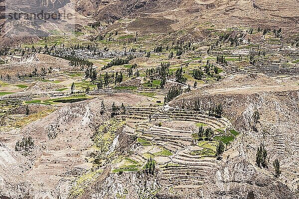 Colca Canyon Ackerland und Terrassen  Peru