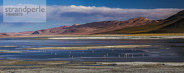 Flamingos im Salar de Chalviri  Altiplano von Bolivien im Nationalen Reservat der Andenfauna Eduardo Avaroa