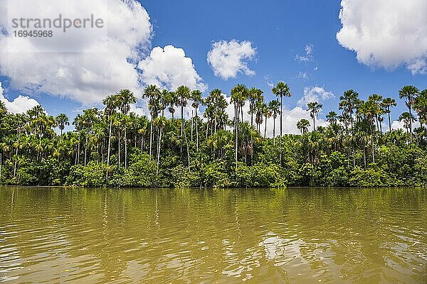 Sandoval-See  Tambopata-Nationalreservat  Provinz Tambopata  Amazonas-Dschungel von Peru