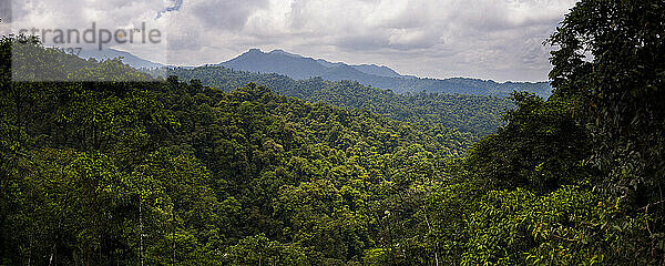 Choco-Regenwald  Ecuador. Dieses Gebiet des Dschungels ist der Mashpi-Nebelwald in der Provinz Pichincha in Ecuador  Südamerika