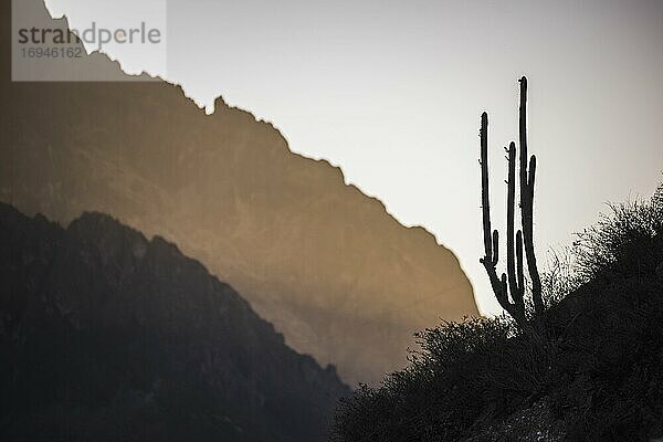 Kaktus als Silhouette im Colca Canyon bei Sonnenuntergang  Peru