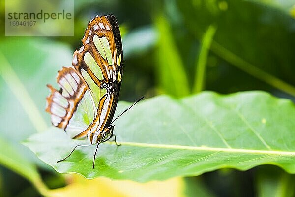 Schmetterling im Amazonas-Regenwald  Coca  Ecuador  Südamerika