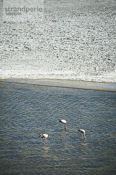 Flamingos an der Laguna Colorada  einem Salzsee im bolivianischen Altiplano im Nationalen Reservat der Andenfauna Eduardo Avaroa