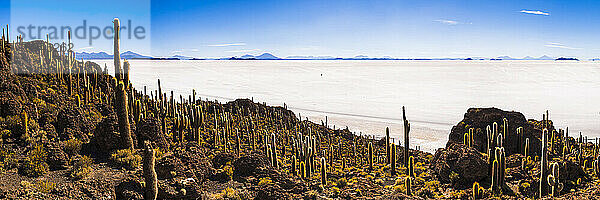 Kaktus und Isla Incahuasi (auch bekannt als Fischinsel oder Inka Wasi)  Uyuni Salzwüste (Salar de Uyuni)  Uyuni  Bolivien