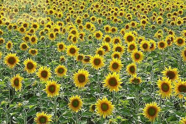 Sonnenblumen (Helianthus annuus)  Sunflower  Schweiz  Europa